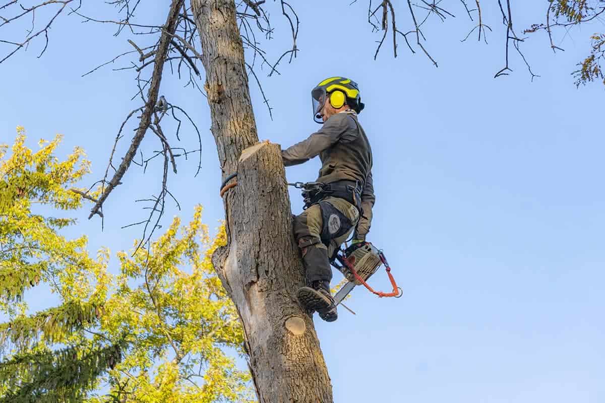 Tree Climber Trimming A Tree